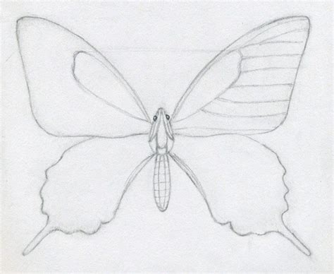 Sketch Step By Step Butterfly Drawing