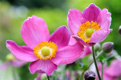 20 Plants With Pink Flowers Bbc Gardeners World Magazine