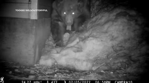 Viral Lake Tahoe Hibernating Bear Video Is A Wake Up Call But Not
