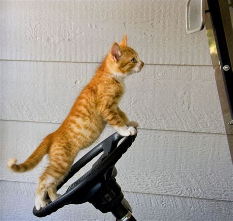 Funny Animals Driving New Photos 2012 Pets Cute And Docile