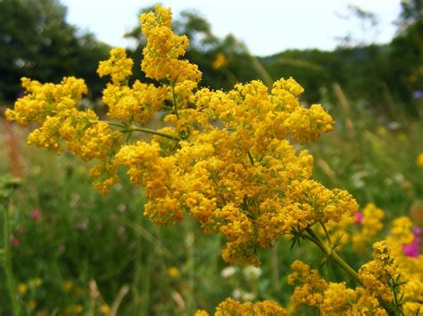 Contine flavone, saruri minerale, enzime, iridoide, acizi organici, taninuri. noaptea de Sanziene - iYli