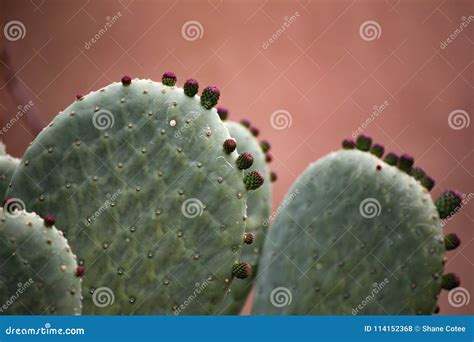 Prickly Pear Or Mexican Cactus In The Sonoran Desert Stock Photo