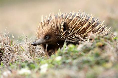 Echidna 3 The Short Beaked Echidna Tachyglossus Aculeatus By Normf