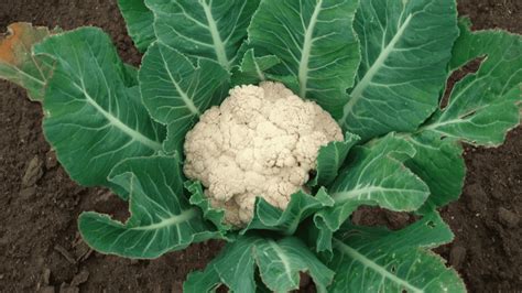The 6 Best Cauliflower Companion Plants And 6 To Avoid