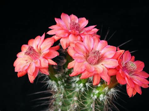 10 Incomparable Cactus Flower Desktop Wallpaper You Can Get It Without