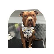 Whatever your pet needs, miami lakes can deliver! Mobile Pet Grooming Miami Lakes | Mobile Dog Grooming ...