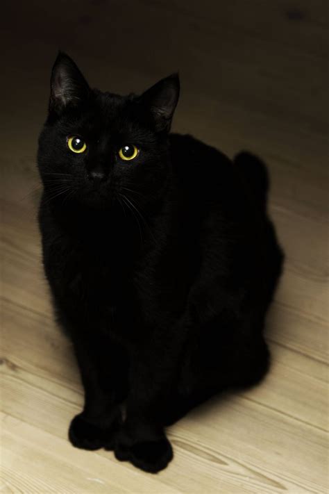 490 Best Black Cats Images On Pinterest Kitty