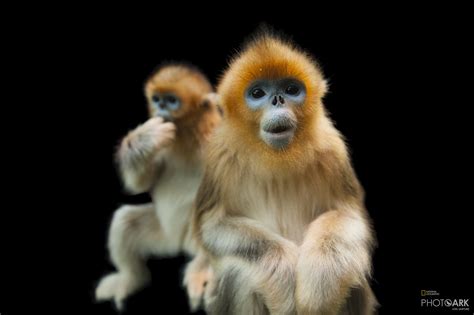 Photo Ark Home Golden Snub Nosed Monkeys National Geographic Society