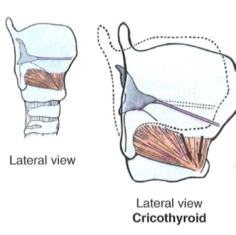 Lecture Oral Cavity Pharynx Larynx Flashcards Quizlet