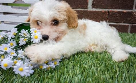 We pair reputable cavachon breeders with you! Cavachon Puppies For Sale | Chesnee, SC #294653 | Petzlover