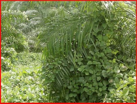 Kalau nak tahu, kualiti #minyaksawit di #malaysia ni lagi power dari negara pengeluar no.1 minyak sawit di dunia iaitu. Pelbagai Jenis Rumpai di Ladang Kelapa Sawit ...