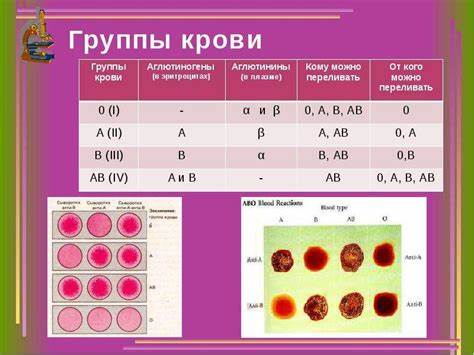 1 группа крови диета таблица