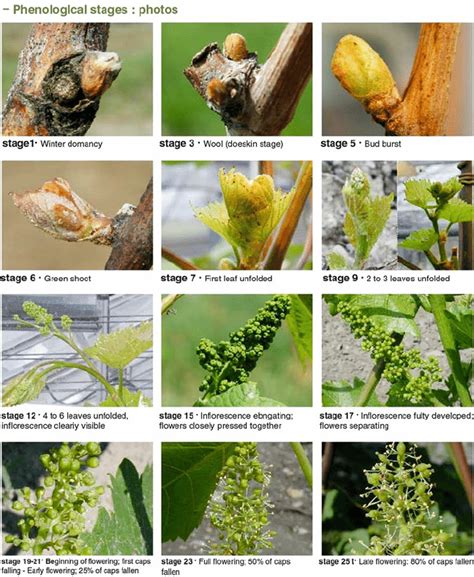 Following budburst, shoot growth is slow during the cool days of early spring; 1 Main phenological stages of the vine plant. The numbers ...