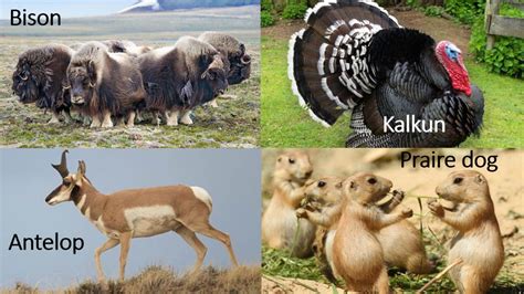 Check spelling or type a new query. Persebaran Fauna Dunia-TERLENGKAP