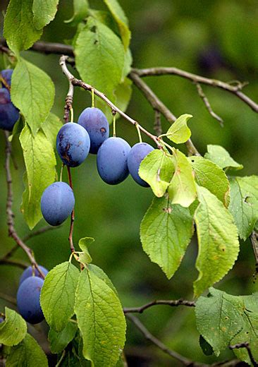 If you want fruit, they will need to experience a period of about two months worth of cooler temperatures. Plum Tree: Pictures, Images, Photos, Facts on Plums