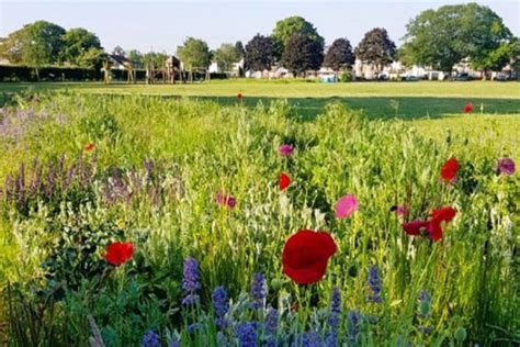Have Your Say On Youth Engagement In Parks And Open Spaces London Borough Of Richmond Upon Thames