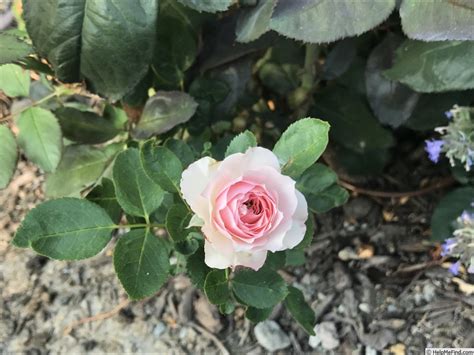 Mini Eden Rose Rose