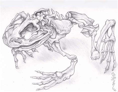 Frog Skull Drawing Traditional Skeleton Goliath Skull Drawing