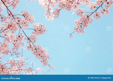 Cherry Blossoms With Blue Sky Stock Photo Image Of Colorful Floral