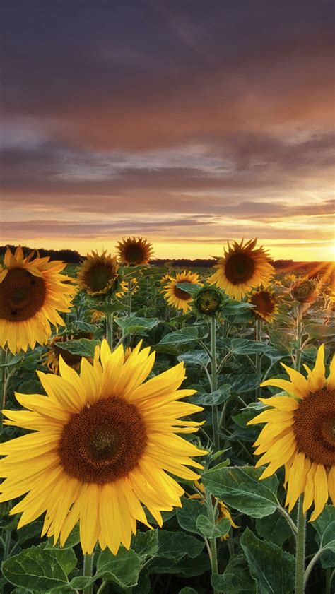 Free Download Unique And Beautiful Sunflower Fields Are Truly Something