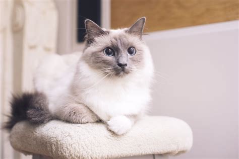 Choosing The Purrfect Ragdoll Deciding On The Best Breed Catmags Com