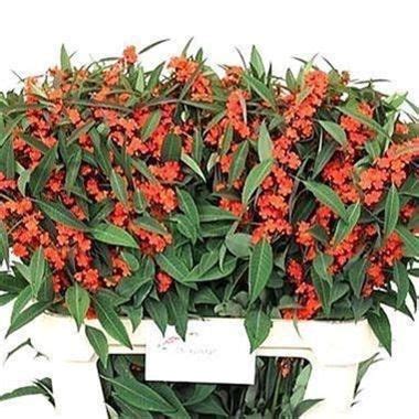 Euphorbia Queen Of Orange 80cm Wholesale Dutch Flowers Florist