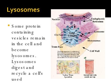 3 3 Cell Organelles Ppt