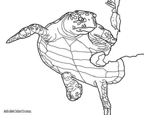 The hawksbill sea turtle is a critically endangered sea turtle that is found in tropical waters all around the world. Sea Turtle Coloring Page: Help Hawksbills