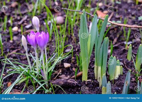 Spring Flowers Emerging Stock Photo Image Of Outdoor 109219534