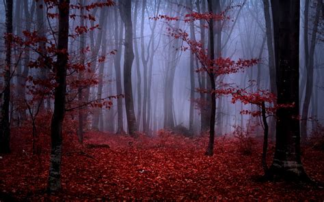 Red Nature Wallpaper 68 Pictures