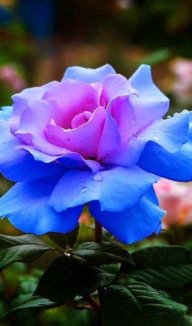 Amazing flowers wild flowers beautiful flowers flower images flower pictures green lawn native plants organic. Blue purple rose | Most beautiful flowers, Amazing flowers ...