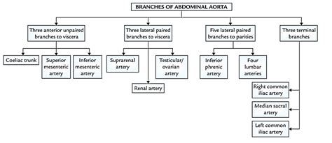 Abdominal Aorta Earths Lab