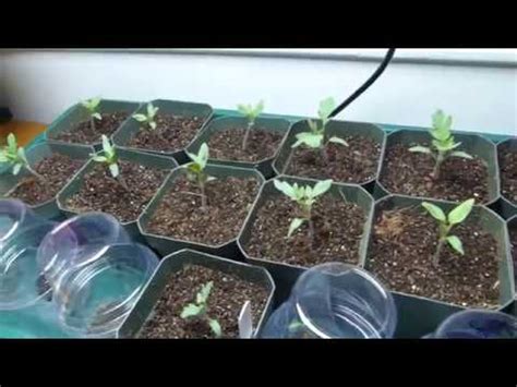 The garden bed is already full of plants, but luckily tomatoes grow well in containers. How To Transplant And Care For Tomato Seedlings - YouTube