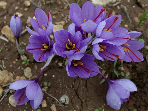 Crocus Sativus Saffron Crocus World Of Flowering Plants