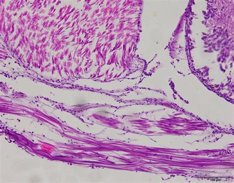 Animal Tissue Samples Under The Microscope Stock Image Image Of