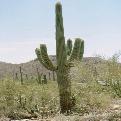 Native to the sonoran desert in arizona, the saguaro cactus can grow 50 feet (15.2 m) tall and live for 200 years. 301 Moved Permanently