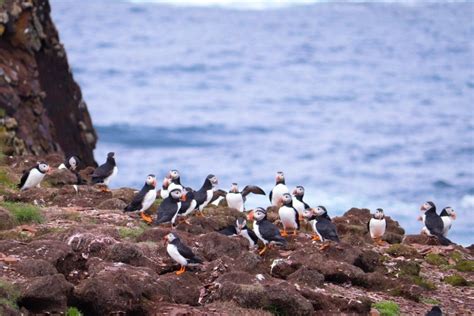 Where To See Some Of The 600000 Puffins In Newfoundland