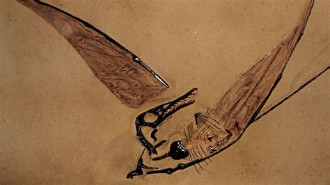 Flying Dragon Fossil Found Preserved Inside A Rock In The Chilean