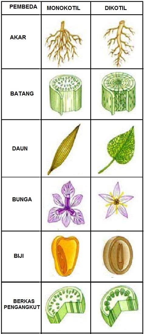 contoh bunga dikotil dan monokotil