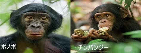 ボノボの平和的な性コミュニケーション チンパンジーとの違い ダンのアーユルヴェーダと民間療法