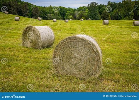 Round Hay Bales In A Grassy Field On A Summer Day Stock Photo Image