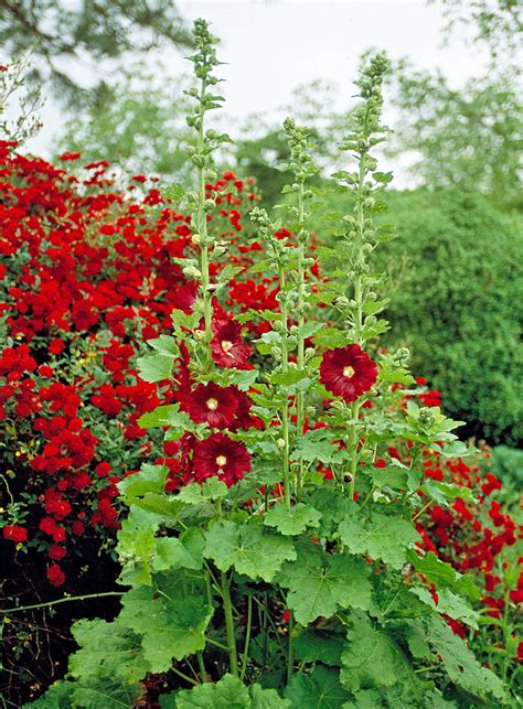 How To Plant And Grow Hollyhock