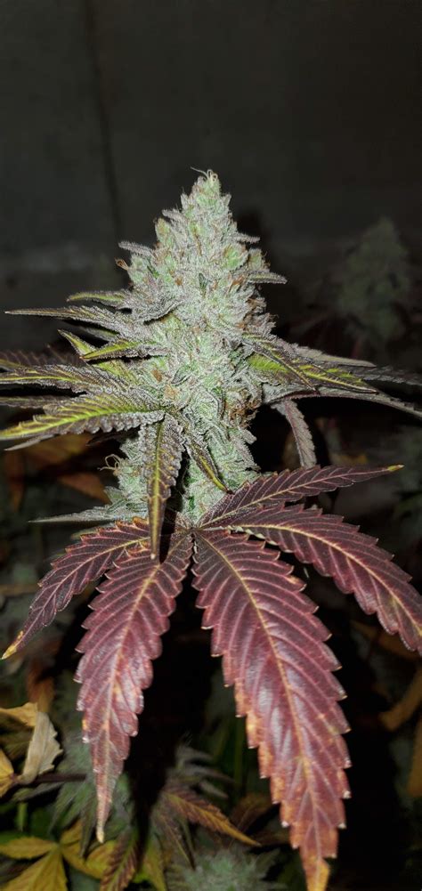 Collie Man Kush Grow Journal Harvest20 By Growdiaries