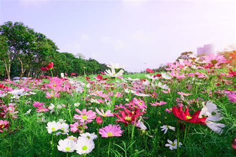 Field Of Beautiful Colorful Cosmos And Mass Of Trees On The Left