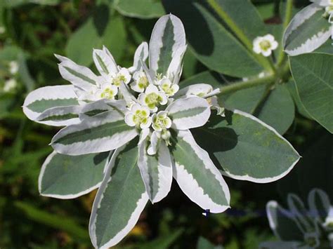 Snow On The Mountain Euphorbia Marginata Calyx Flowers Inc