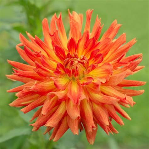 Orange Dahlia Flower In Nature Stock Image Image Of Grow Positive