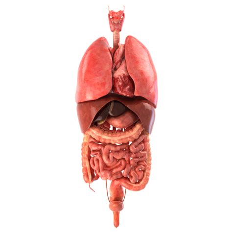 D Realistic Human Internal Organs Model