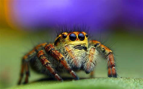 Close Up Photo Of Brown Jumping Spider On Green Surface Hd Wallpaper