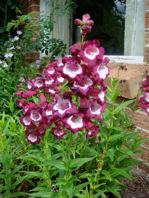 Our drought tolerant plants love dry soil conditions and look great too. Gorgeous Drought-Resistant Plants | Xeriscape landscaping ...