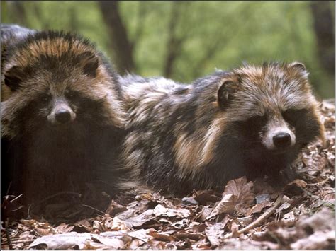 Raccoon Dogs Nyctereutes Procyonoides 너구리 Image Only